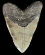 Huge, Megalodon Tooth - North Carolina #52288-2